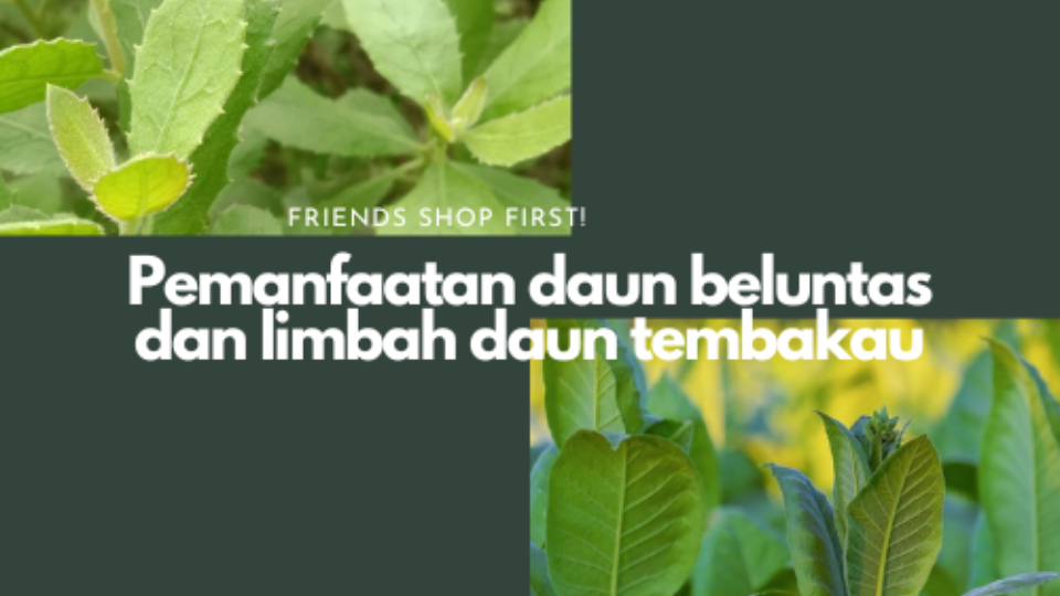 BIOLARVASIDA PEMANFAATAN DAUN BELUNTAS DAN LIMBAH DAUN TEMBAKAU TERHADAP JENTIK VEKTOR DEMAM BERDARAH DENGUE