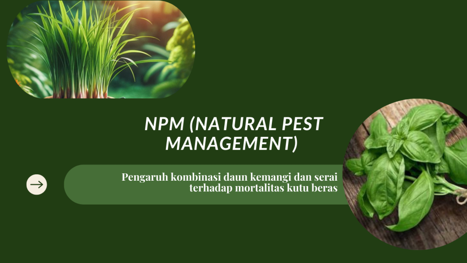 NPM (NATURAL PEST MANAGEMENT) : PENGARUH KOMBINASI DAUN KEMANGI DAN SERAI TERHADAP MORTALITAS KUTU BERAS
